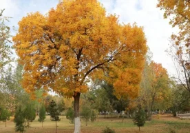 In Uzbekistan, a slight cooler weather is expected in the