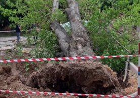 Toshkentdagi issiqlik ta’minoti operatori daraxt tagida qolib ketgan qizaloq yuzasidan munosabat bildirdi фото