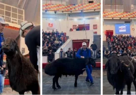 Қозоғистоннинг Туркистон вилоятида мамлакатдаги энг йирик