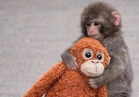 Дунё ҳайвонот боғларидан бирида яшовчи Панч лақабли маймун