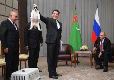 Turkmaniston prezidenti Vladimir Putinga alabay zotli kuchuk sovg‘a qildi фото