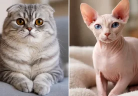 Нидерландияда Scottish Fold (скоттиш) ва жун­сиз