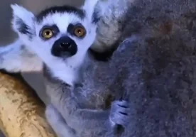 Toshkent hayvonot bogʻida lemur bolasi dunyoga keldi va u