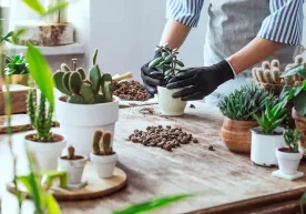 Фото: Новый очаг Иссиқ об-ҳавода хонаки гулларни дераза