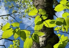 Тошкент шаҳарини яшил ҳудуд билан ўраб олиш лойиҳасининг