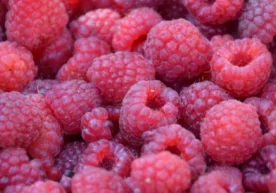 Малина — нафақат мазали, балки фойдали ҳамдир. Ушбу