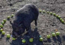 Бунинг учун чўчқанинг олдига 32 дона олма ва чемпионатда