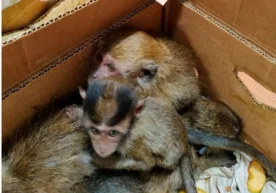 Фото: Давлат божхона қўмитаси ахборот хизмати Ўз