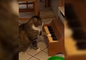 AQSHda pianino chaladigan mushuk paydo bo‘ldi (video) фото