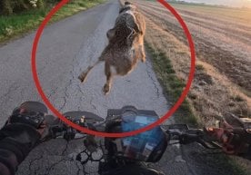 Ein unerwarteter Verkehrsunfall in Ungarn sorgt in den