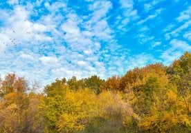 Ўзгидрометнинг 21 ноябрь учун эълон қилган прогнозига