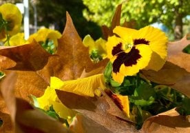 “Ўзгидромет” ҳафтанинг илк кунларига оид об-ҳаво