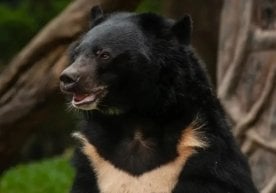 Приморск вилоятидаги Шумний қишлоғи яқинида ҳайратланарли