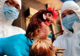 Япониядаги фермаларининг бирида H5N6 парранда гриппи