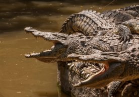 Фото: Depositphotos 4 июль куни эрталаб 8:00да