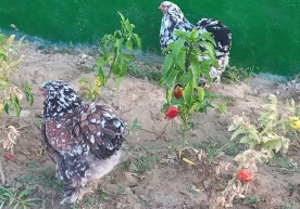 Сирдарё вилояти божхона бошқармаси Контрабандага қарши