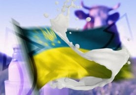 Ўзбекистон сут маҳсулотлари бозорида рақобат тобора