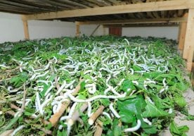 Ўзбекистонда аҳоли бандлигини таъминлаш ва кам