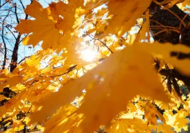 “Ўзгидромет” 14 ноябрь кунига мўлжалланган об-ҳаво