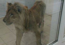Фото: Repost «К-9» питомниги ходимлари 1 ноябрь куни