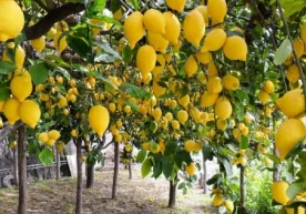Paxta va g‘alladan bo‘shagan yerlarda limonzor barpo etiladi фото