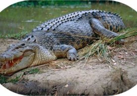 Indoneziyalik biolog ayol timsohga yem bo‘ldi… фото
