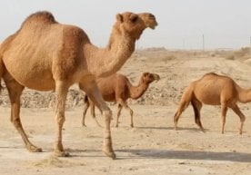 Саудия Арабистонида туялар учун махсус идентификация