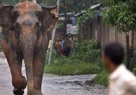 Ҳиндистоннинг Жҳарханд штатида қутурган филнинг қонли