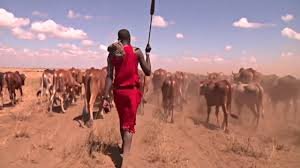 Keniyada chorvador fermerlar suvloqlarni mobil ilova orqali topishmoqda (video) фото