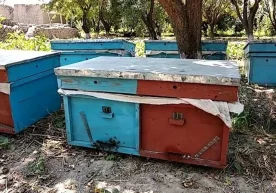 Namanganda o‘g‘irlab ketilgan 12 quti asalari uyasi egasiga qaytarildi фото