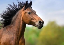 Калифорниядаги ўрмон ёнғинлари сабабли маҳаллий ҳокимият