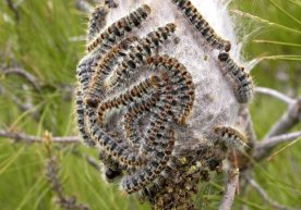 Yaponiyalik olimlar ipak qurtidan koronavirus vaksinasi ishlab chiqarishmoqchi фото