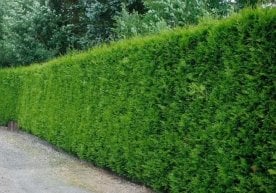 Президент Шавкат Мирзиёев 2025 йил 24 ноябрда Тошкент