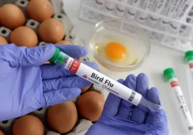 Ҳиндистоннинг жанубидаги Керала штатидаги фермаларда ўтган