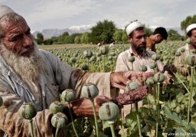 «Tolibon» Afg‘onistonda 3,5 mln nafarga yaqin giyohvand borligini ma’lum qildi фото