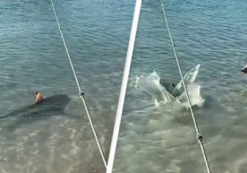 Avstraliyada sodiq it xo‘jayinini himoya qilish maqsadida akulaning ustiga sakradi (video) фото