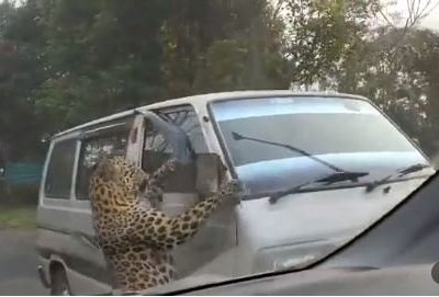 Ҳиндистонда леопард одамларга ҳужум қилди: 15 киши яраланди (видео) фото