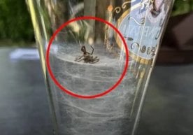 Интернетда кенг тарқалган видео ва суратда кичик бир