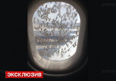 Vnukovo aeroportida "Aerobus" yo‘lovchi samolyoti ustiga minglab asalarilar yopirildi фото