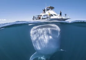 Фотосуратчи Том Кеннон сайёҳлар ўтирган катернинг жуда