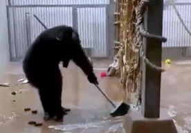 Таллин (Эстония) ҳайвонот боғидаги шимпанзе вольердаги