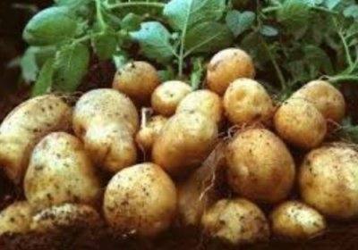 Ўзбекистонда бу йил салкам 1,5 млн тонна картошка етиштирилади фото