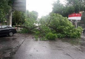 Тошкентда кучли шамол бўлиши кутилмоқда, автомобилларни хавфсиз жойга қўйиш сўралди фото