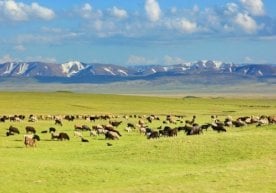 O‘zbekiston-Amerika qo‘shma korxonasiga chorvachilikni rivojlantirish uchun yer ajratiladi фото