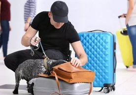 Dubay aeroportida koronavirusni aniqlash uchun itlardan foydalaniladi фото