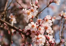 Март ойининг илк кунида Ўзбекистон бўйлаб об-ҳаво турлича