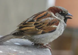 Шаҳарлардаги тезкор овқатланиш шахобчалари атрофида