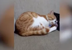 Интернет тармоғида ғам чекаётган мушукнинг ҳаракатлари