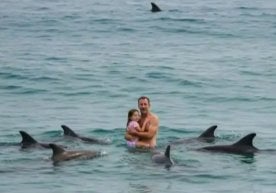 Дельфинлар сузувчи ва унинг қизини улкан оқ акула