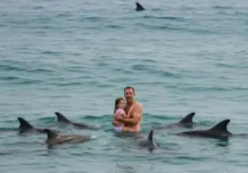 Дельфинлар сузувчи ва унинг қизини улкан оқ акула